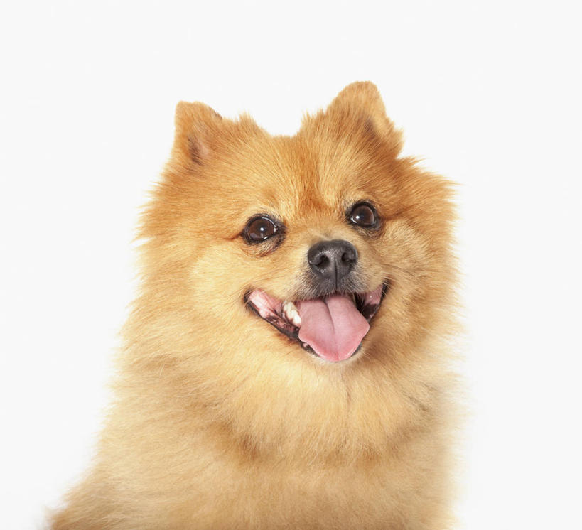 头,无人,站,横图,室内,特写,白天,白色背景,正面,宠物,狗,注视,博美犬,松鼠犬,吐舌头,一只,动物,观察,看,伸舌头,站着,吐舌,可爱,摄影,影棚,观看,察看,关注,忠诚,波美拉尼亚犬,博美狗,头部,犬,站立,半身,彩图,影棚拍摄,拍摄