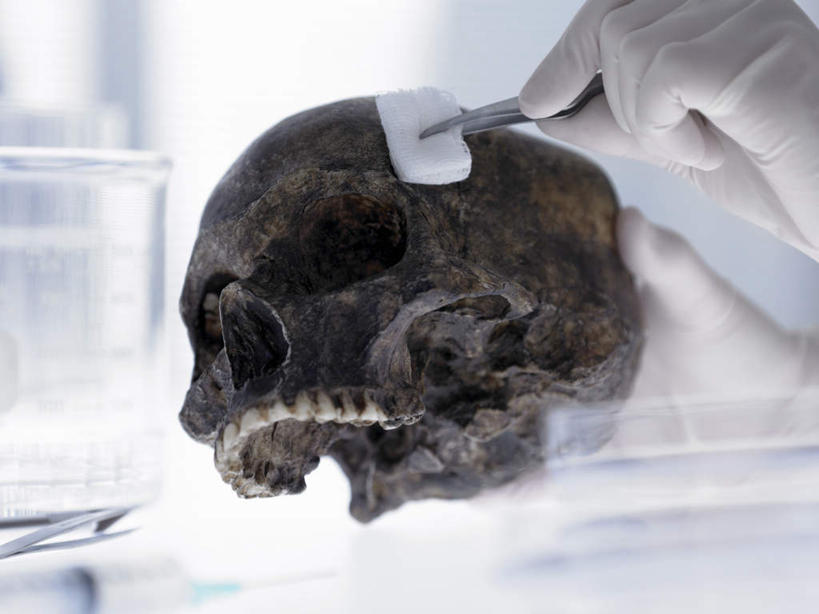 西方人,手,颅骨,一个人,横图,室内,特写,白天,正面,实验,研发,杯子,金属制品,欧洲,欧洲人,双手,仅一个年轻女性,仅一个女性,仅一个人,握,阴影,朦胧,模糊,研究,反射,科学,金属,骷髅,镊子,影子,实验室,研究室,玻璃制品,手套,水杯,手部,橡胶,握着,科研,化验,橡胶手套,检验,研究所,橡胶制品,化验室,检验室,医用手套,鼻骨,顶骨,额骨,颈椎,颞骨,下颌骨,颧骨,年轻女性,女人,女性,白种人,头盖骨,玻璃杯,半身,彩图