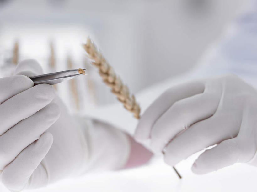 西方人,手,一个人,科学家,站,横图,室内,特写,白天,正面,工作服,制服,农作物,小麦,金属制品,欧洲,欧洲人,双手,仅一个年轻女性,仅一个女性,仅一个人,一双,握,阴影,朦胧,模糊,反射,金属,镊子,影子,谷物,一个,手套,站着,手部,橡胶,握着,麦子,单个,科研人员,研究者,橡胶手套,橡胶制品,科学研究者,医用手套,工作制服,年轻女性,女人,女性,白种人,科学工作者,站立,半身,彩图,工作套服