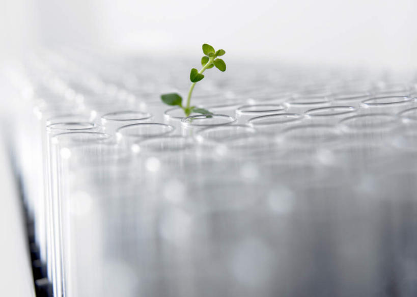 无人,横图,室内,特写,白天,正面,实验,研发,仪器,植物,杯子,叶子,一排,许多,朦胧,模糊,研究,整齐,并列,并排,透明,分析,科学,化学,测试,试管,实验室,研究室,绿叶,很多,玻璃制品,排列,绿色,自然,玻璃瓶,瓶子,嫩叶,器皿,生长,成长,科研,队列,化验,检验,平行,计量,研究所,玻璃仪器,试验耗材,实验用品,化验室,检验室,叶,叶片,玻璃杯,彩图