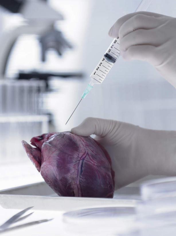 西方人,手,内脏,心脏,动脉,静脉,一个人,科学家,竖图,室内,特写,白天,正面,安全,实验,研发,仪器,静物,欧洲,欧洲人,双手,仅一个年轻女性,仅一个女性,仅一个人,握,检查,朦胧,模糊,研究,反射,分析,科学,显微镜,实验室,研究室,防护,拿,拿着,模型,手套,观察,手部,针管,针筒,清晰,探索,握着,注射,人体,放大,观看,保护,仔细,透镜,科研,医疗,医疗设备,生物学,注射器,凸透镜,聚焦,科研人员,器官,关注,化验,保险,研究者,检验,研究所,科学研究者,心血管,心房,心室,生理学,化验室,检验室,光学,保全,周全,安稳,安定,清楚,防护手套,平安,年轻女性,女人,女性,白种人,心,科学工作者,半身,彩图