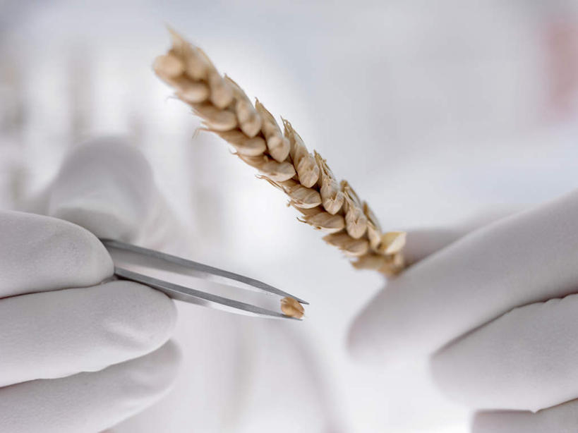 西方人,手,一个人,科学家,横图,室内,特写,白天,正面,安全,农作物,小麦,实验,研发,欧洲,欧洲人,双手,仅一个年轻女性,仅一个女性,仅一个人,握,朦胧,模糊,研究,科学,镊子,实验室,研究室,谷物,防护,拿,拿着,手套,手部,握着,麦子,保护,科研,科研人员,化验,保险,研究者,检验,研究所,科学研究者,化验室,检验室,保全,周全,安稳,安定,防护手套,平安,年轻女性,女人,女性,白种人,科学工作者,半身,彩图