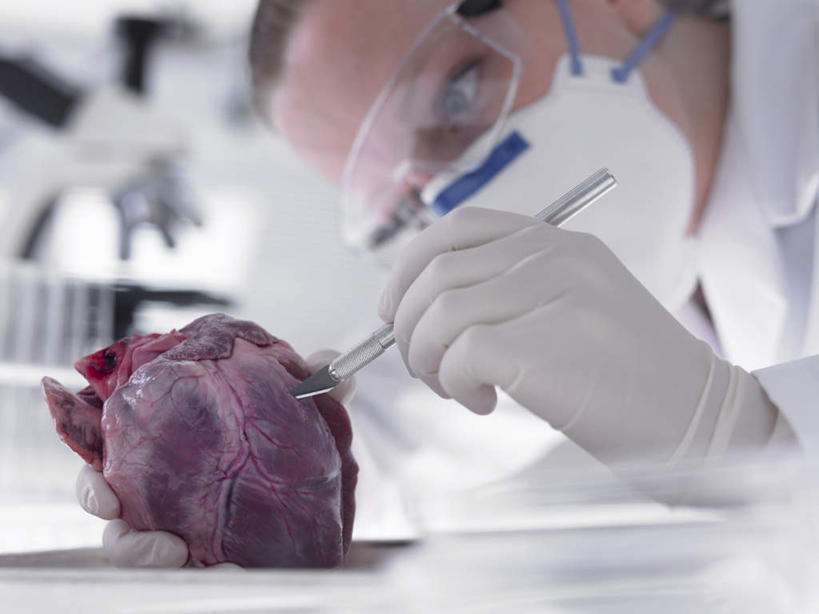 西方人,内脏,心脏,动脉,静脉,一个人,科学家,横图,室内,特写,白天,仰视,工作服,制服,安全,实验,研发,静物,欧洲,欧洲人,仅一个年轻女性,仅一个女性,仅一个人,握,服装,朦胧,模糊,研究,分离,科学,眼镜,实验室,研究室,防护,过滤,拿,分开,拿着,注视,衣服,白色,口罩,模型,手套,观察,看,隔断,握着,遮掩,人体,服饰,观看,护目镜,保护,隔离,科研,察看,卫生,生物学,掩盖,遮挡,衣着,科研人员,器官,穿着,关注,净化,间隔,化验,保险,研究者,预防,检验,研究所,遮盖,防尘,科学研究者,心血管,心房,心室,生理学,化验室,检验室,保全,周全,安稳,安定,防护手套,掩饰,断绝,隔开,屏蔽,屏绝,远离,中断,阻遏,阻隔,安全防护眼镜,工作制服,衣饰,平安,年轻女性,女人,女性,白种人,心,科学工作者,半身,彩图,低角度拍摄,工作套服,防护眼镜