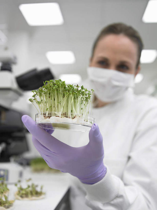 西方人,一个人,科学家,坐,捧,竖图,室内,白天,正面,工作服,制服,实验,仪器,植物,照明,欧洲,欧洲人,仅一个年轻女性,仅一个女性,仅一个人,朦胧,模糊,研究,分离,分析,化学,测试,培养皿,实验室,研究室,灯光,过滤,分开,注视,幼苗,顶灯,灯,绿色,自然,口罩,手套,灯具,观察,看,隔断,橡胶,器皿,生物,遮掩,生长,成长,观看,隔离,照亮,察看,卫生,掩盖,遮挡,科研人员,照明设备,关注,净化,间隔,研究者,橡胶手套,预防,橡胶制品,试验室,遮盖,皮氏培养皿,防尘,科学研究者,试验耗材,实验用品,化学器材,医用手套,掩饰,断绝,隔开,屏蔽,屏绝,远离,中断,阻遏,阻隔,工作制服,年轻女性,女人,女性,白种人,科学工作者,端,端着,捧着,手捧,坐着,半身,彩图,工作套服