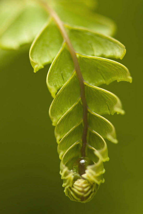 无人,竖图,室外,特写,白天,正面,美景,植物,叶子,朦胧,模糊,纹理,景观,绿叶,绿色,自然,嫩叶,景色,自然风光,肌理,铁线蕨,过坛龙,水猪毛土,铁丝草,铁线草,乌脚枪,叶,叶片,叶脉,彩图