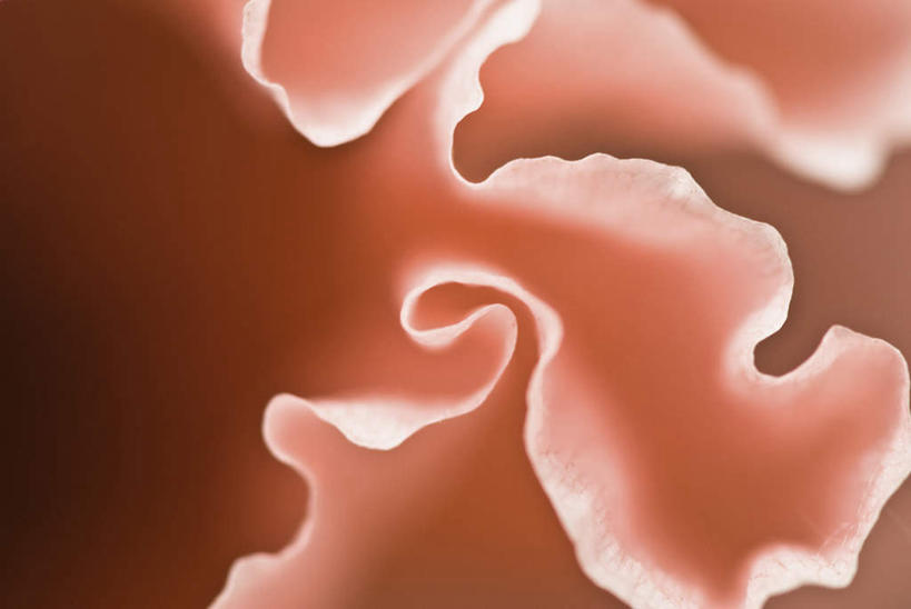 无人,横图,室外,特写,白天,正面,微距,美景,植物,罂粟,朦胧,模糊,盛开,景观,草药,花蕾,中药,花,花瓣,花朵,鲜花,红色,自然,花苞,花蕊,景色,毒品,自然风光,药材,中草药,中药材,本草,止痛,镇静,安眠,罂粟花,彩图,微距摄影