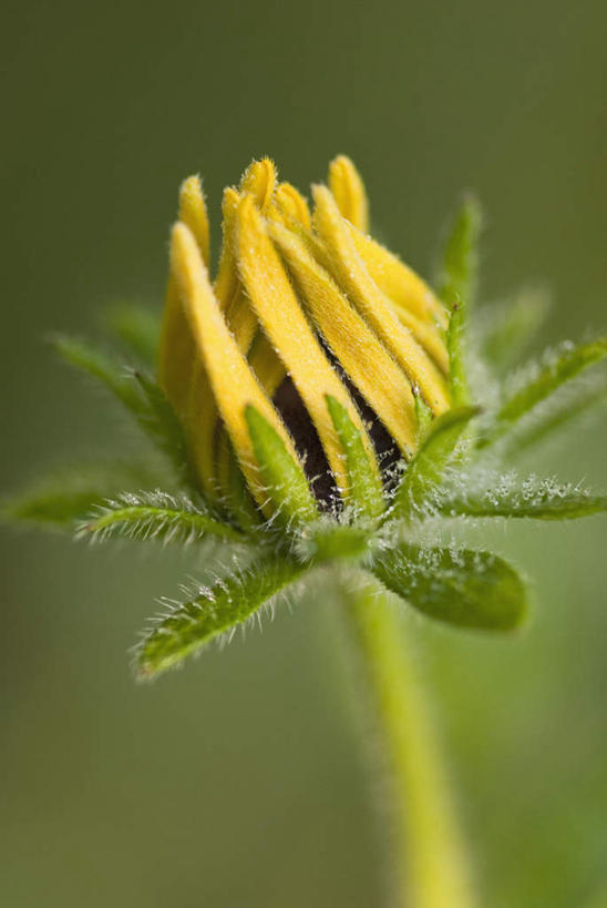 无人,竖图,室外,特写,白天,正面,美景,朦胧,模糊,盛开,景观,花蕾,花,花瓣,花朵,鲜花,一朵,黄色,自然,花苞,花蕊,景色,黑眼苏珊,自然风光,翼柄老雅嘴,翼叶山牵牛,彩图