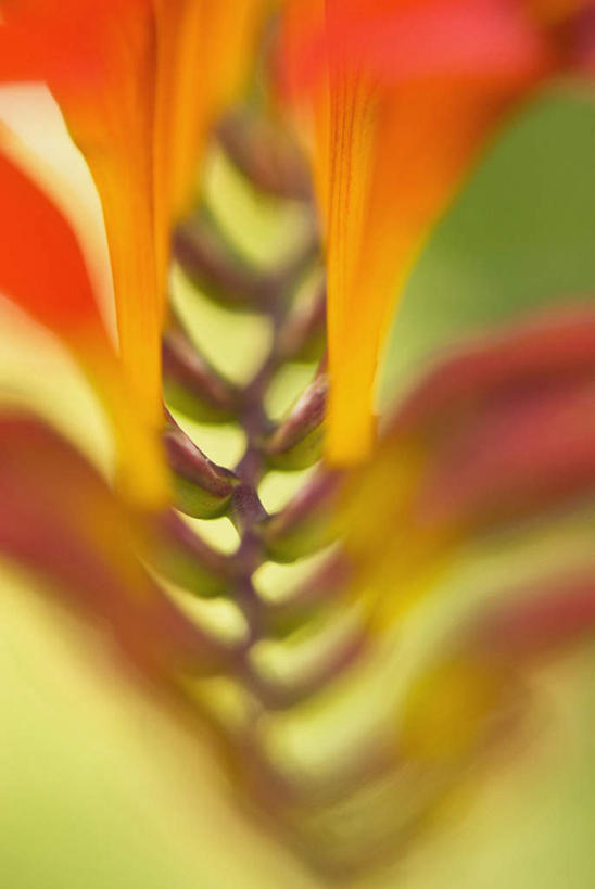 无人,竖图,室外,特写,白天,正面,微距,美景,植物,朦胧,模糊,盛开,景观,草药,花蕾,中药,花,花瓣,花朵,鲜花,一朵,红色,自然,花苞,花蕊,景色,鸢尾,自然风光,药材,中草药,中药材,本草,紫蝴蝶,蓝蝴蝶,乌鸢,扁竹花,彩图,微距摄影,香根鸢尾