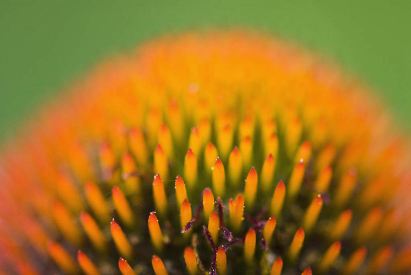 无人,横图,室外,特写,白天,正面,微距,美景,朦胧,模糊,盛开,景观,花蕾,花,花瓣,花朵,鲜花,一朵,自然,花苞,花蕊,橙色,景色,松果菊,自然风光,紫锥花,紫锥菊,放弃,懈怠,彩图,微距摄影