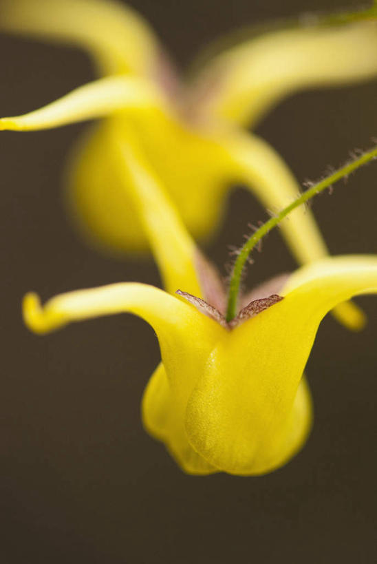 无人,竖图,室外,特写,白天,正面,微距,美景,朦胧,模糊,盛开,景观,药草,花蕾,中药,花,花瓣,花朵,鲜花,黄色,自然,花苞,花蕊,景色,自然风光,药材,中草药,中药材,本草,仙灵脾,淫羊藿,彩图,微距摄影