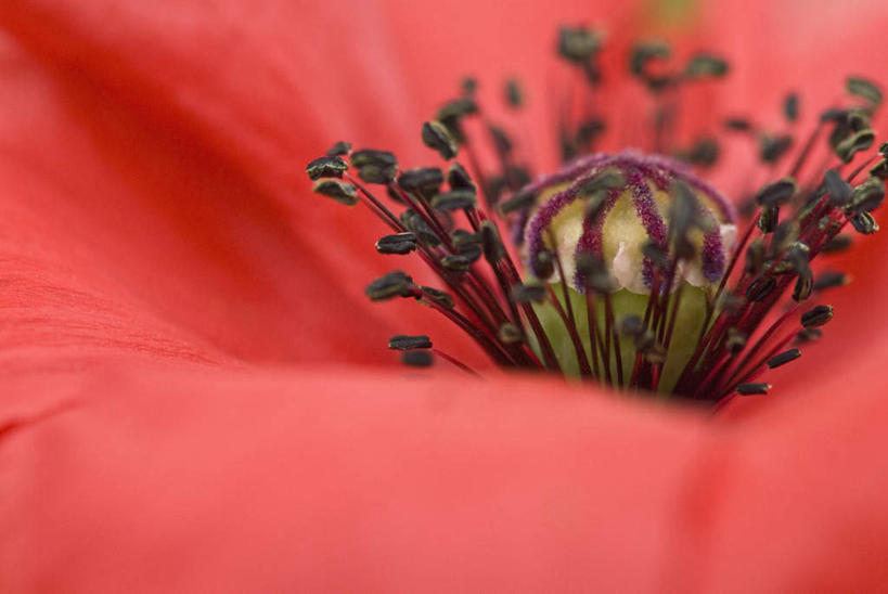 无人,横图,室外,特写,白天,正面,微距,美景,植物,罂粟,朦胧,模糊,盛开,景观,草药,花蕾,中药,花,花瓣,花朵,鲜花,一朵,红色,自然,花苞,花蕊,景色,毒品,自然风光,药材,中草药,中药材,本草,止痛,镇静,安眠,红罂粟,罂粟花,彩图,微距摄影