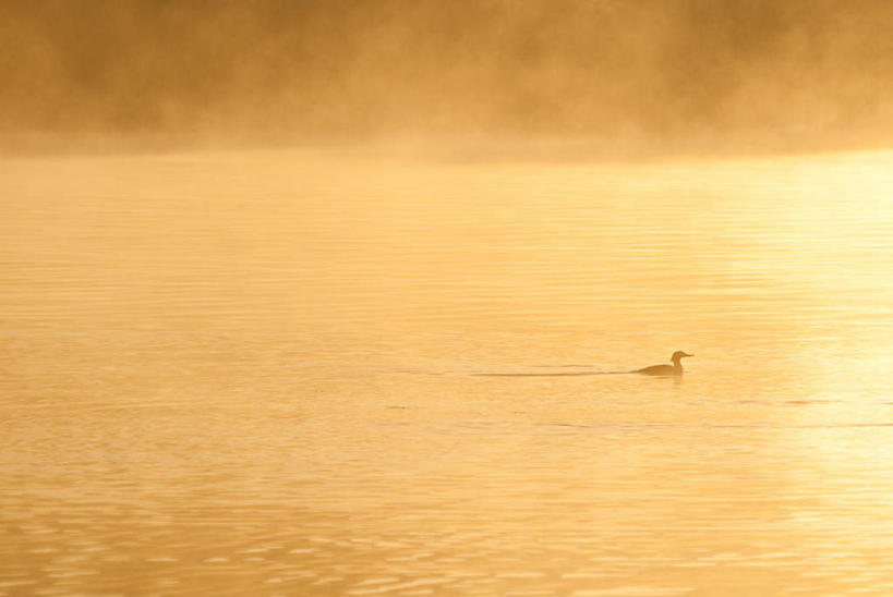 游泳,无人,横图,室外,白天,侧面,旅游,度假,湖,湖泊,美景,日落,水,雾,鸟,华盛顿,美国,阴影,朦胧,模糊,光线,鸟类,鸭,影子,湖面,景观,水流,水面,晚霞,霞光,落日,注视,娱乐,家禽,一只,阳光,自然,黄昏,动物,湖水,观察,看,享受,休闲,景色,彩霞,放松,牲畜,观看,迷雾,察看,北美,北美洲,关注,自然风光,美洲,华盛顿州,西雅图,秋沙鸭,常绿之州,常青州,北亚美利加洲,亚美利加洲,泅水,绿宝石城,翡翠之城,雨城,常绿之城,阿拉斯加门户,女王之城,喷气机之城,常青城,普通秋沙鸭,莎鸭,夕照,拍浮,大雾,夕阳,彩图,全身,斜阳