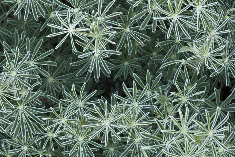 无人,横图,俯视,室外,白天,旅游,度假,花海,花圃,美景,植物,叶子,美国,盛开,景观,羽扇豆,鲁冰花,花蕾,娱乐,花,花瓣,花朵,花卉,鲜花,绿色,自然,花丛,花束,花田,花苞,花蕊,享受,休闲,景色,放松,母爱,北美,北美洲,加利福尼亚,自然风光,美洲,白羽扇豆,加州,加利福尼亚州,金州,黄金州,北亚美利加洲,亚美利加洲,奉献,无私,苦涩,彩图,高角度拍摄