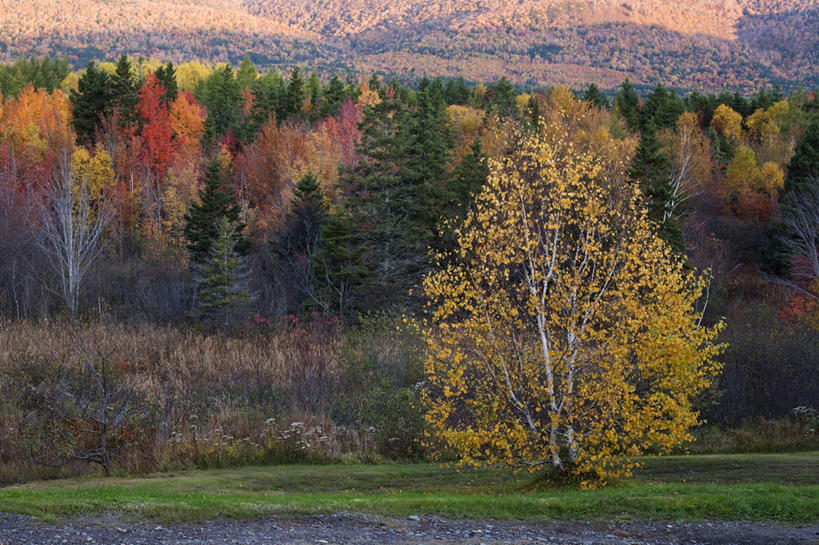 无人,农田,横图,室外,白天,正面,旅游,度假,庄稼,农作物,美景,森林,树林,植物,加拿大,景观,娱乐,树,树木,绿色,自然,享受,休闲,景色,放松,生长,成长,北美,北美洲,自然风光,美洲,新斯科舍,北亚美利加洲,亚美利加洲,新斯科舍省,彩图,耕地,庄稼田