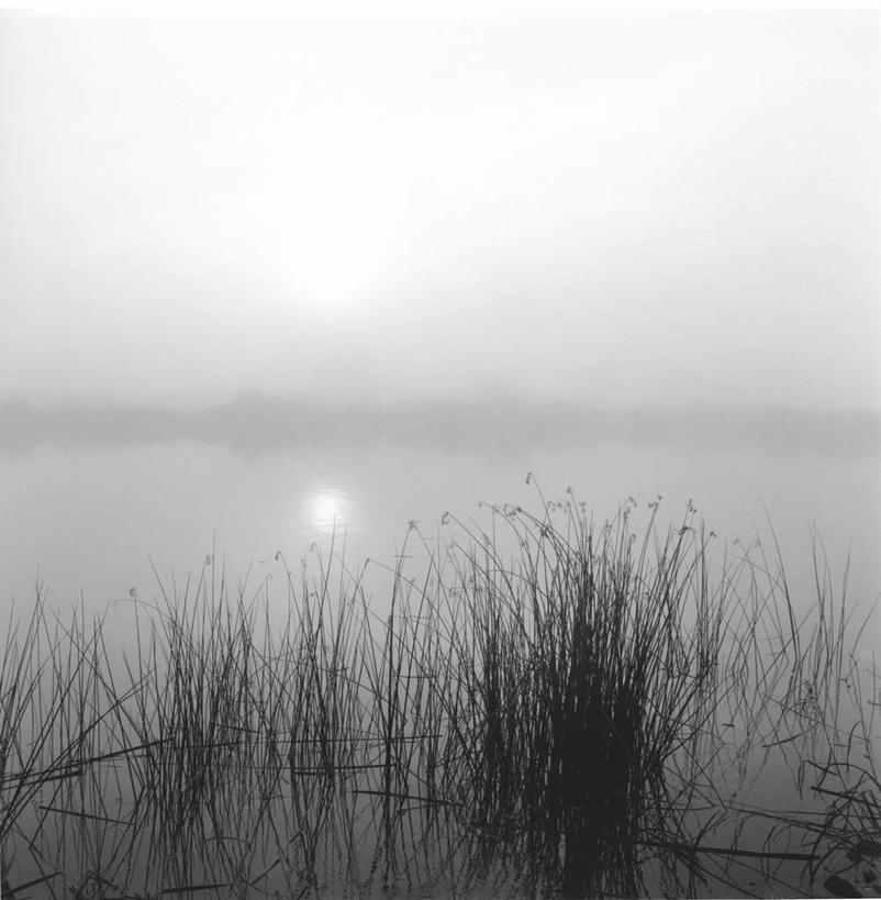 无人,竖图,黑白,室外,白天,正面,旅游,度假,日出,湖,湖泊,美景,水,太阳,芦苇,叶子,美国,波纹,湖面,景观,水流,水面,粽叶,绿叶,朝霞,晨曦,黎明,涟漪,娱乐,倒影,水纹,阳光,自然,波浪,湖水,享受,休闲,嫩叶,景色,放松,沼泽,倒映,北美,北美洲,加利福尼亚,自然风光,美洲,加州,加利福尼亚州,金州,黄金州,水晕,箬叶,芦苇叶,北亚美利加洲,亚美利加洲,池沼,反照,叶,叶片,朝阳,破晓