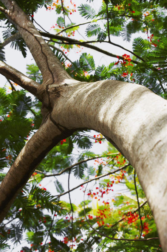 无人,竖图,室外,白天,仰视,植物,阴影,光线,影子,树木,蓝色,绿色,蓝天,天空,阳光,自然,天,一棵树,生长,晴朗,成长,万里无云,凤凰木,红花楹树,凤凰树,火树,红花楹,晴空,晴空万里,彩图,低角度拍摄