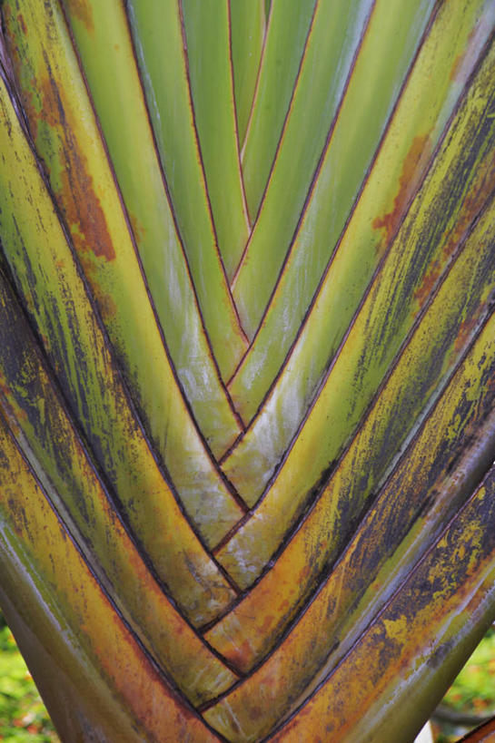 无人,竖图,室外,特写,白天,正面,旅游,度假,美景,植物,叶子,景观,绿叶,娱乐,绿色,自然,享受,休闲,嫩叶,景色,放松,北美,北美洲,自然风光,美洲,棕榈叶,北亚美利加洲,亚美利加洲,波多黎各,波多黎各自由邦,叶,叶片,彩图