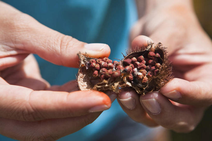 西方人,手,一个人,举,横图,俯视,室外,特写,白天,植物,欧洲,欧洲人,仅一个年轻女性,仅一个女性,仅一个人,握,阴影,光线,影子,拿,拿着,一个,阳光,托,手部,握着,单个,红木,年轻女性,女人,女性,白种人,举起,举手,举着,向上举,向上伸,向上托,半身,彩图,高角度拍摄