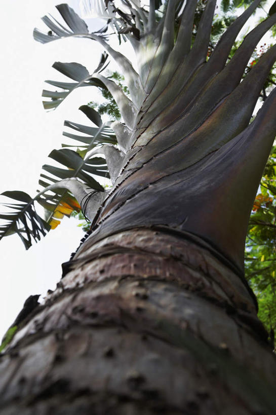 无人,竖图,室外,白天,仰视,美景,植物,一棵,景观,枝条,树,树干,树木,树枝,蓝色,绿色,蓝天,天空,自然,天,景色,生长,晴朗,成长,北美,北美洲,自然风光,美洲,万里无云,北亚美利加洲,亚美利加洲,波多黎各,波多黎各自由邦,大安的列斯群岛,晴空,晴空万里,彩图,低角度拍摄