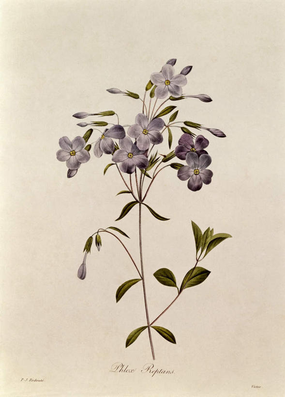 无人,竖图,室内,白天,正面,绘画,勿忘我,叶子,黄色背景,艺术,盛开,英文,标志,文字,字符,字母,绿叶,古典,花蕾,文化,标识,花,花瓣,花朵,鲜花,工艺品,花苞,花蕊,品味,嫩叶,英文字母,美术,高雅,美学,叶,叶片,星辰花,勿忘草,斯太菊,矶松,彩图