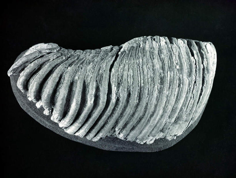 骨骼,无人,横图,室内,特写,白天,背景,正面,一排,许多,黑色背景,古老,整齐,骨头,排列,黑色,摄影,影棚,骨架,队列,陈腐,配景,布景,彩图,影棚拍摄,拍摄