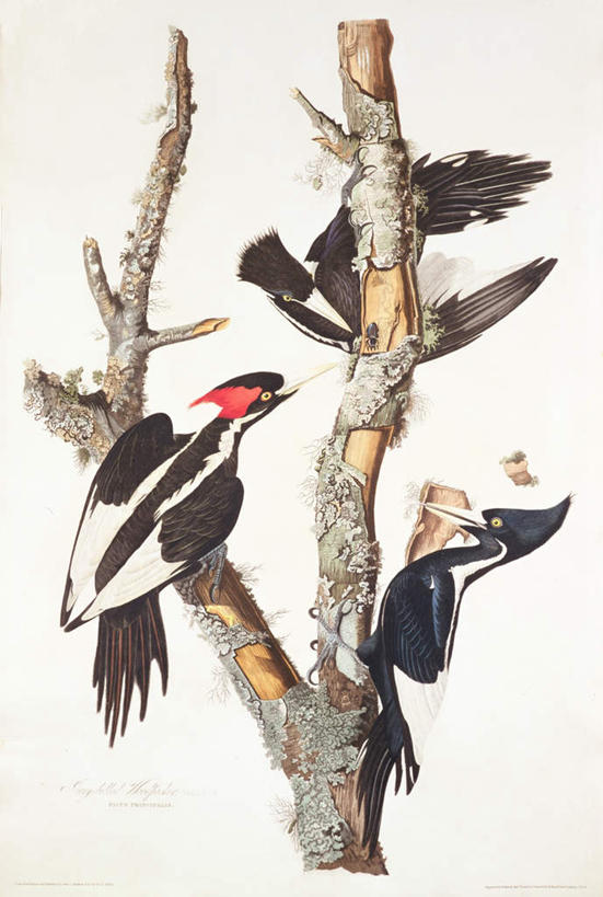 无人,站,竖图,室内,特写,白天,白色背景,正面,绘画,植物,鸟,啄木鸟,水果,叶子,油画,三只,新鲜,艺术,鸟类,生食,食品,果实,绿叶,枝条,古典,注视,文化,树,树木,树枝,食物,绿色,自然,工艺品,观察,看,品味,站着,嫩叶,有机食品,绿色食品,生长,成长,观看,美术,察看,高雅,关注,美学,虬枝,枝杈,叶,叶片,森林医生,站立,彩图,全身,益鸟