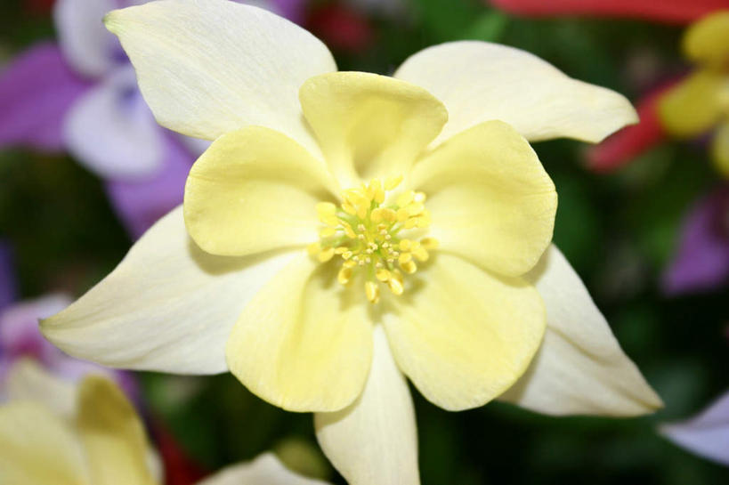 无人,横图,俯视,室内,特写,白天,爱情,陶醉,水仙花,朦胧,模糊,盛开,花蕾,花,花瓣,花朵,鲜花,一朵,黄色,花苞,花蕊,记忆,金盏银台,玉玲珑,女史花,雅蒜,天蒜,敬意,自恋,凌波仙子,水仙,天葱,彩图,高角度拍摄