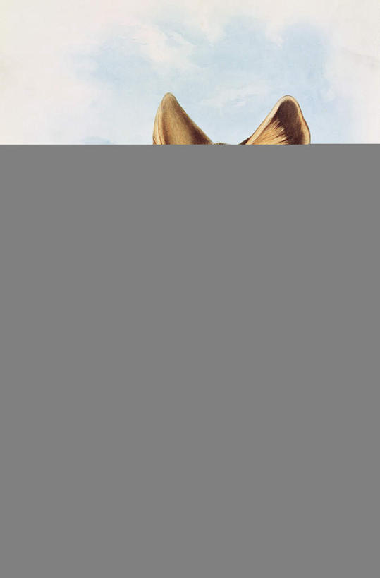 无人,竖图,室内,白天,正面,绘画,哺乳动物,野生动物,油画,艺术,古典,文化,动物,工艺品,品味,美术,高雅,凶猛,美学,灭尽,灭绝,袋狼,塔斯马尼亚虎,残暴,凶残,彩图