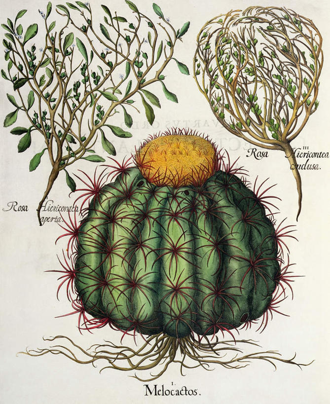 无人,竖图,室内,特写,白天,白色背景,正面,绘画,植物,仙人掌,叶子,艺术,盛开,英文,标志,火焰,文字,字符,字母,绿叶,草药,枝条,古典,花蕾,文化,标识,中药,花,花瓣,花朵,鲜花,树,树木,树枝,工艺品,花苞,花蕊,品味,嫩叶,英文字母,美术,高雅,药材,中草药,中药材,本草,牛舌头,美学,虬枝,枝杈,叶,叶片,玉芙蓉,仙巴掌,火掌,霸王树,彩图