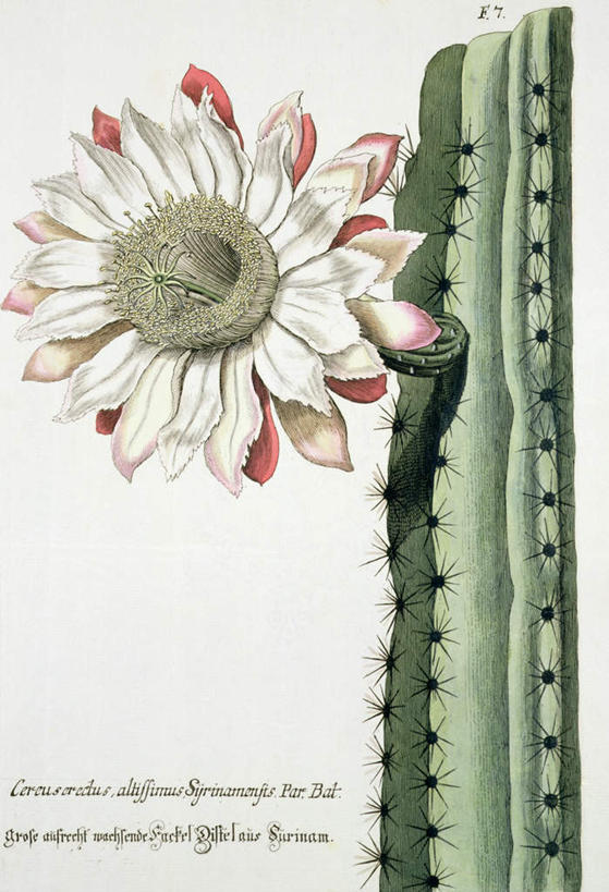 无人,竖图,室内,特写,白天,白色背景,正面,绘画,植物,仙人掌,叶子,艺术,盛开,英文,标志,火焰,文字,字符,字母,绿叶,草药,古典,花蕾,文化,标识,中药,花,花瓣,花朵,鲜花,一朵,白色,工艺品,花苞,花蕊,品味,嫩叶,英文字母,美术,高雅,药材,中草药,中药材,本草,牛舌头,美学,叶,叶片,玉芙蓉,仙巴掌,火掌,霸王树,彩图