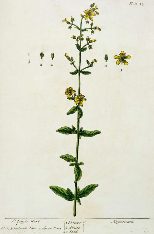 无人,竖图,室内,特写,白天,白色背景,正面,绘画,植物,叶子,艺术,盛开,英文,标志,文字,字符,字母,绿叶,草药,药草,古典,花蕾,文化,标识,中药,花,花瓣,花朵,鲜花,工艺品,花苞,花蕊,品味,嫩叶,英文字母,美术,高雅,药材,中草药,本草,美学,贯叶连翘,圣约翰草,千层楼,贯叶金丝桃,叶,叶片,彩图