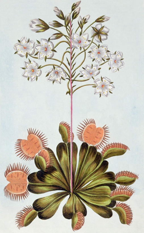 无人,竖图,室内,特写,白天,白色背景,正面,绘画,捕蝇草,叶子,艺术,盛开,英文,标志,文字,字符,字母,绿叶,古典,花蕾,文化,标识,花,花瓣,花朵,鲜花,工艺品,花苞,花蕊,品味,嫩叶,英文字母,美术,高雅,美学,捕虫草,食虫草,食虫植物,食肉植物,叶,叶片,彩图