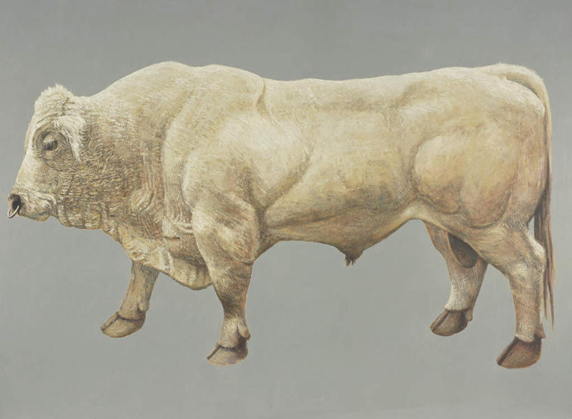 无人,站,横图,室内,白天,侧面,绘画,牛,一头,灰色背景,艺术,古典,注视,文化,白色,动物,工艺品,观察,看,品味,站着,家畜,牲畜,观看,美术,察看,高雅,关注,美学,肉牛,肉用牛,夏洛来牛,夏洛莱牛,站立,彩图,全身