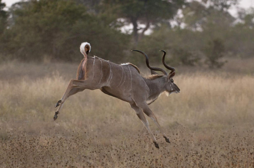无人,跑,跳,横图,室外,白天,侧面,锻炼,旅游,度假,运动,草地,草坪,美景,植物,野生动物,非洲,博茨瓦纳,阴影,朦胧,模糊,光线,羚羊,影子,景观,注视,娱乐,草,树,树木,一只,绿色,阳光,自然,动物,观察,看,享受,休闲,景色,放松,可爱,活泼,生长,成长,观看,察看,关注,自然风光,叉角羚,美国羚羊,波札那,博茨瓦纳共和国,体育,跑步,跳跃,彩图,全身,健身