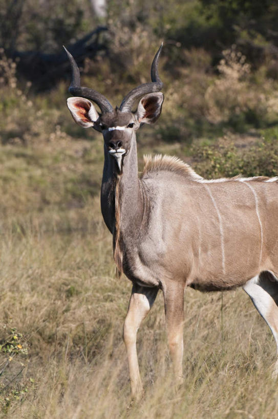 无人,站,竖图,室外,白天,侧面,旅游,度假,草地,草坪,美景,植物,野生动物,非洲,博茨瓦纳,阴影,朦胧,模糊,光线,羚羊,影子,景观,扭头,注视,娱乐,草,一只,绿色,阳光,自然,动物,观察,看,站着,转头,享受,休闲,景色,放松,可爱,活泼,观看,察看,关注,自然风光,叉角羚,美国羚羊,波札那,博茨瓦纳共和国,站立,半身,彩图