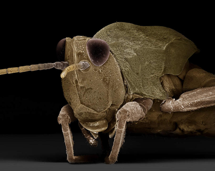 无人,站,横图,俯视,室内,特写,白天,仪器,黑色背景,检查,反射,分析,科学,昆虫,蚱蜢,显微镜,注视,一只,动物,观察,看,站着,清晰,探索,放大,观看,仔细,透镜,察看,凸透镜,聚焦,关注,扁旦勾,光学,害虫,清楚,站立,半身,彩图,高角度拍摄