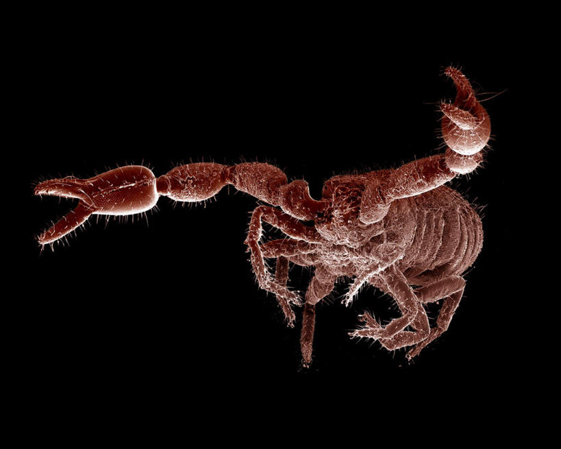 无人,站,横图,俯视,室内,特写,白天,仪器,黑色背景,检查,反射,分析,科学,显微镜,注视,一只,动物,观察,看,站着,清晰,探索,放大,观看,仔细,透镜,察看,凸透镜,聚焦,有毒,关注,节肢动物,蝎子,光学,清楚,节足动物,站立,半身,彩图,高角度拍摄