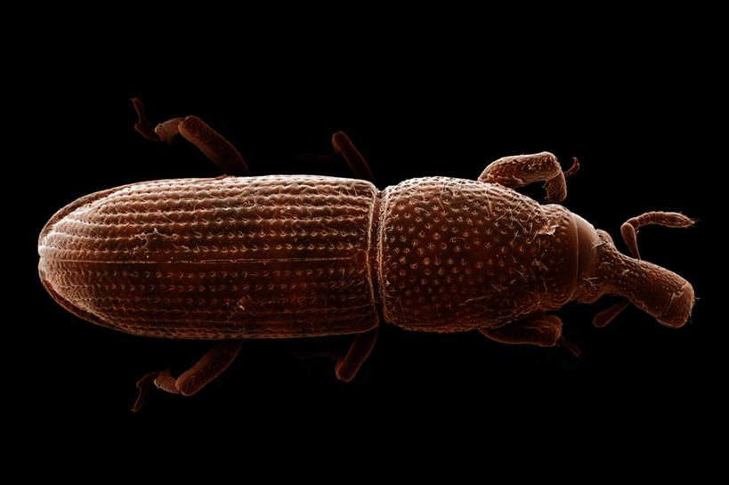 无人,站,横图,俯视,室内,特写,白天,仪器,黑色背景,检查,反射,分析,科学,昆虫,显微镜,注视,一只,动物,观察,看,站着,清晰,探索,放大,观看,仔细,透镜,察看,凸透镜,聚焦,关注,象鼻虫,光学,害虫,清楚,站立,彩图,高角度拍摄,全身