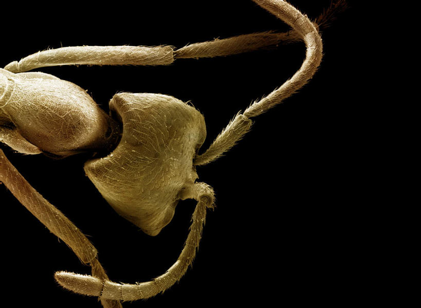 脚,无人,横图,俯视,室内,特写,白天,仪器,野生动物,黑色背景,检查,反射,分析,科学,昆虫,蚂蚁,触须,显微镜,注视,一只,动物,观察,看,可爱,清晰,探索,活泼,放大,观看,仔细,透镜,察看,凸透镜,聚焦,关注,蚁,玄驹,益虫,光学,清楚,半身,彩图,高角度拍摄