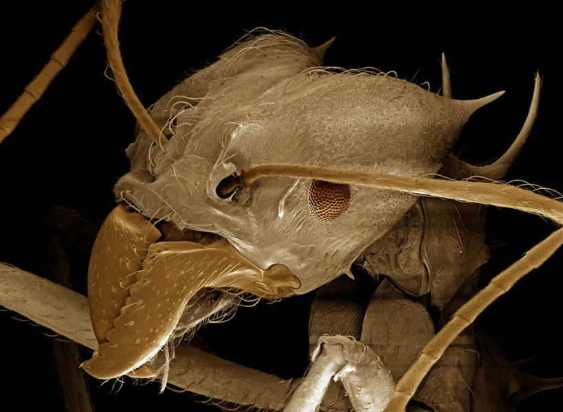 脚,无人,横图,俯视,室内,特写,白天,仪器,野生动物,黑色背景,检查,反射,分析,科学,昆虫,蚂蚁,触须,显微镜,注视,一只,动物,观察,看,可爱,清晰,探索,活泼,放大,观看,仔细,透镜,察看,凸透镜,聚焦,关注,蚁,玄驹,益虫,光学,清楚,半身,彩图,高角度拍摄