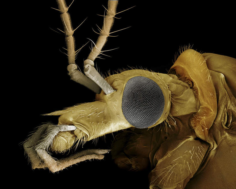 无人,横图,俯视,室内,特写,白天,仪器,黑色背景,检查,反射,分析,科学,昆虫,蜘蛛,触须,显微镜,注视,一只,动物,观察,看,清晰,探索,放大,观看,仔细,透镜,察看,毛发,凸透镜,聚焦,八脚螅,关注,节肢动物,益虫,光学,清楚,波丝,盲蛛,长脚盲蛛,半身,彩图,高角度拍摄