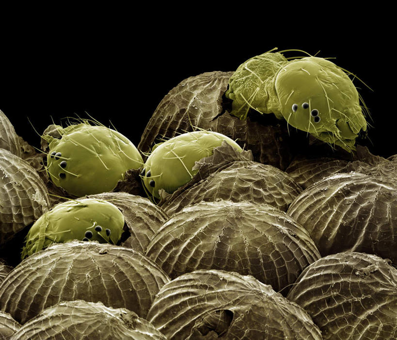 无人,横图,俯视,室内,特写,白天,仪器,许多,黑色背景,检查,反射,分析,科学,昆虫,显微镜,很多,注视,动物,观察,看,清晰,探索,放大,观看,仔细,透镜,察看,凸透镜,聚焦,蛾,飞蛾,关注,光学,害虫,清楚,蛾子,彩图,高角度拍摄,全身