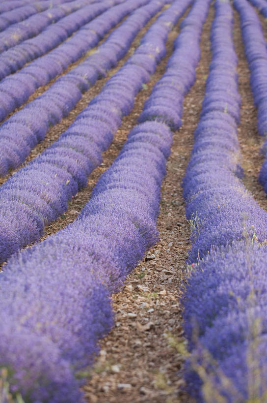 无人,竖图,俯视,室外,白天,爱情,花海,花圃,石头,美景,植物,道路,路,叶子,法国,欧洲,一排,阴影,整齐,盛开,光线,石子,影子,景观,小路,交通,浪漫,花蕾,花,花瓣,花朵,花卉,鲜花,排列,绿色,紫色,阳光,自然,香草,花丛,花束,花田,花苞,花蕊,薰衣草,景色,沃克吕兹省,队列,自然风光,呼吸,法兰西共和国,灵香草,黄香草,法兰西第五共和国,奇迹,普罗旺斯.阿尔卑斯.蓝色海岸,石块,彩图,高角度拍摄