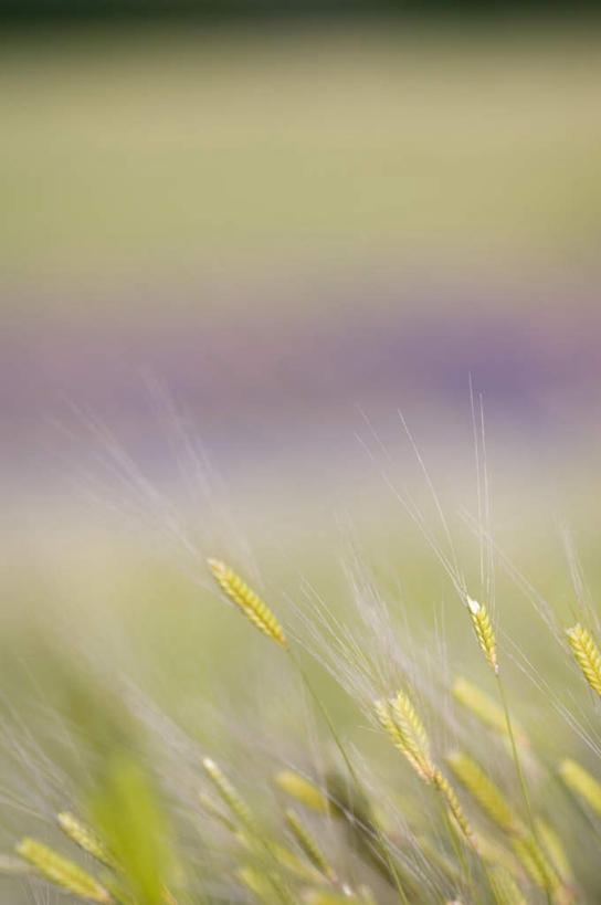 无人,农场,竖图,室外,白天,正面,爱情,畜牧业,牧场,农作物,小麦,美景,法国,欧洲,一排,阴影,丰富,丰收,朦胧,模糊,整齐,光线,影子,景观,谷物,丰盛,浪漫,排列,紫色,阳光,自然,香草,薰衣草,景色,麦子,普罗旺斯,队列,自然风光,呼吸,畜牧,法兰西共和国,灵香草,黄香草,牧业,法兰西第五共和国,奇迹,普罗旺斯省,丰登,丰硕,彩图