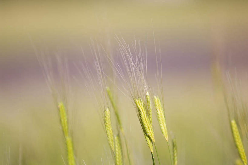 无人,农场,横图,室外,白天,正面,爱情,畜牧业,牧场,农作物,小麦,美景,法国,欧洲,一排,阴影,丰富,丰收,朦胧,模糊,整齐,光线,影子,景观,谷物,丰盛,浪漫,排列,紫色,阳光,自然,香草,薰衣草,景色,麦子,普罗旺斯,队列,自然风光,呼吸,畜牧,法兰西共和国,灵香草,黄香草,牧业,法兰西第五共和国,奇迹,普罗旺斯省,丰登,丰硕,彩图