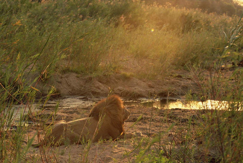 无人,躺,横图,室外,白天,旅游,度假,草地,河流,美景,日落,水,植物,哺乳动物,野生动物,狮子,非洲,南非,阴影,光线,影子,河水,景观,水流,晚霞,霞光,落日,注视,娱乐,草,一只,背面,绿色,小溪,阳光,自然,黄昏,动物,溪水,观察,看,享受,休闲,景色,彩霞,放松,观看,察看,关注,自然风光,凶猛,阿非利加洲,南非共和国,夕照,卧着,残暴,凶残,雄性,夕阳,躺着,卧,彩图,全身,斜阳
