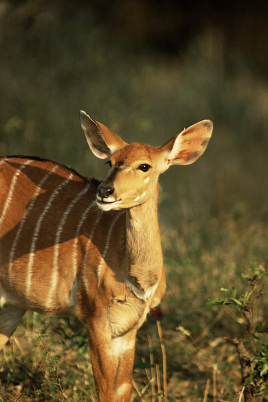 无人,站,竖图,室外,特写,白天,正面,旅游,度假,草地,美景,植物,野生动物,羊,非洲,南非,阴影,光线,羚羊,影子,景观,扭头,注视,娱乐,草,一只,绿色,阳光,自然,动物,观察,看,站着,转头,享受,休闲,景色,放松,可爱,活泼,观看,察看,关注,自然风光,阿非利加洲,南非共和国,南非林羚,站立,半身,彩图