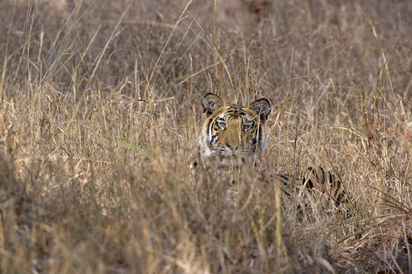 无人,横图,室外,白天,正面,草地,草坪,美景,植物,道路,路,哺乳动物,虎,野生动物,印度,亚洲,阴影,光线,影子,景观,小路,交通,注视,草,一只,绿色,阳光,自然,动物,观察,看,趴着,景色,观看,察看,关注,自然风光,孟加拉虎,南亚,凶猛,印度共和国,印度虎,残暴,凶残,老虎,趴,半身,彩图