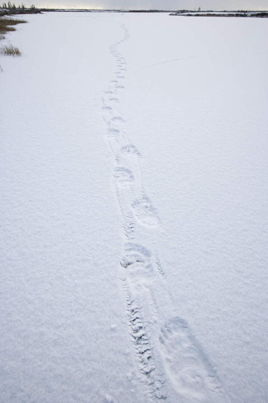 无人,竖图,俯视,室外,白天,草地,草坪,雪,植物,大雪,加拿大,脚印,阴影,光线,影子,积雪,景观,雪景,冬季,冬天,草,绿色,阳光,自然,景色,寒冷,足迹,北美,北美洲,自然风光,美洲,北亚美利加洲,亚美利加洲,严寒,行踪,脚迹,马尼托巴,马尼托巴省,曼尼托巴省,彩图,高角度拍摄