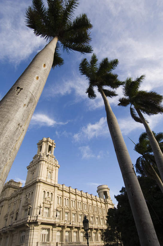 无人,家,竖图,室外,白天,仰视,度假,美景,植物,城市风光,城市,棕榈树,叶子,古巴,许多,阴影,光线,影子,房屋,屋子,景观,云,云朵,绿叶,很多,云彩,娱乐,楼房,住宅,树,树木,排列,蓝色,绿色,白云,蓝天,天空,阳光,自然,天,享受,休闲,嫩叶,景色,放松,生长,晴朗,成长,北美,北美洲,队列,美洲,棕榈叶,北亚美利加洲,亚美利加洲,古巴共和国,叶,叶片,晴空,彩图,低角度拍摄,房子